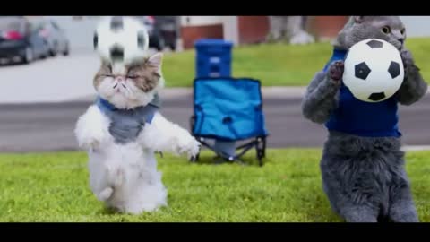 Cat soccer