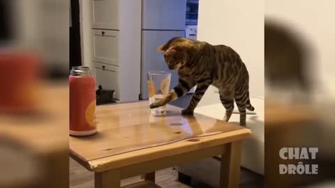 Funny Cats and Dogs Funny Pets 🐭🐱🐶