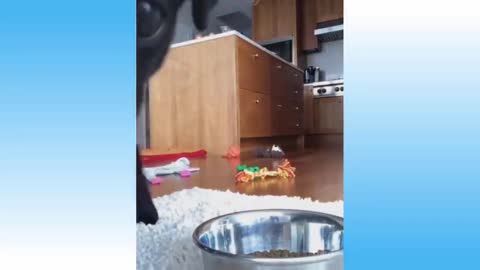WATCH RIGHT MEOW! #5 Cute Pets And Funny Animals Compilation