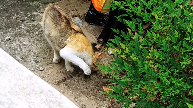 The cat covers her poop with dirt