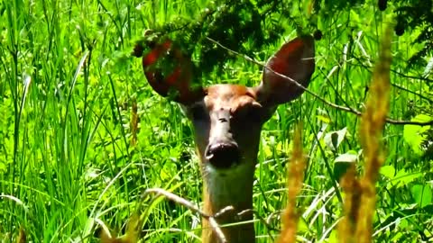 White-tailed deer