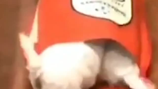 Cute puppies doing funny things ! Funny animals