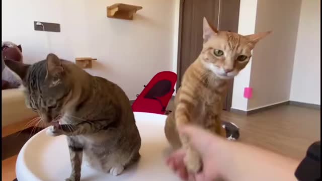 Why is he given food and not me?