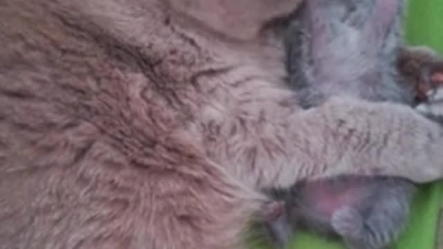 Mother cat adorably hugs & kisses her kitten