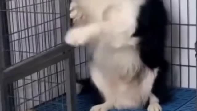 funny dogs reaction while cutting dog cake