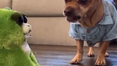 Funny videos of cats and dog 2.0