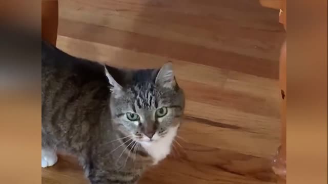 Cat is not free