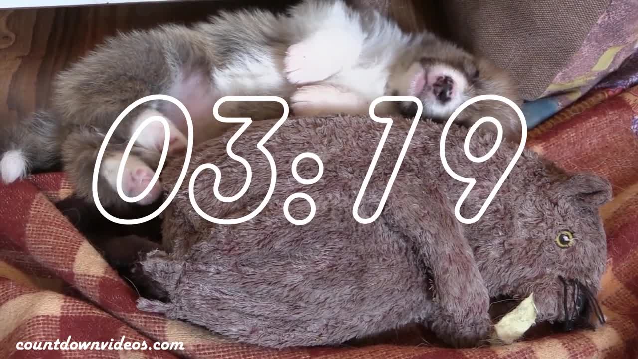 Cute Puppy 5min