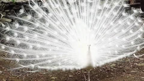 White Peacock Danced Beautifully