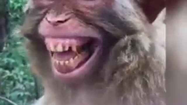 Monkey funny video