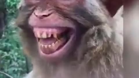 Monkey funny video