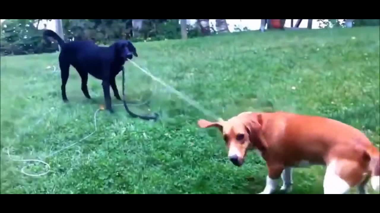 Dog Helps Dog