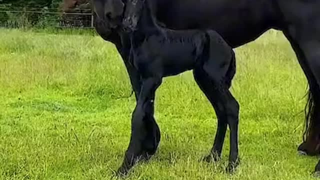 Baby horse and mother horse playing in ground