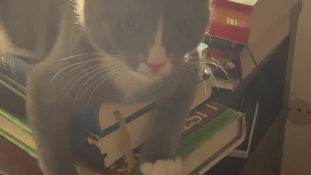 Cat licking the Bible