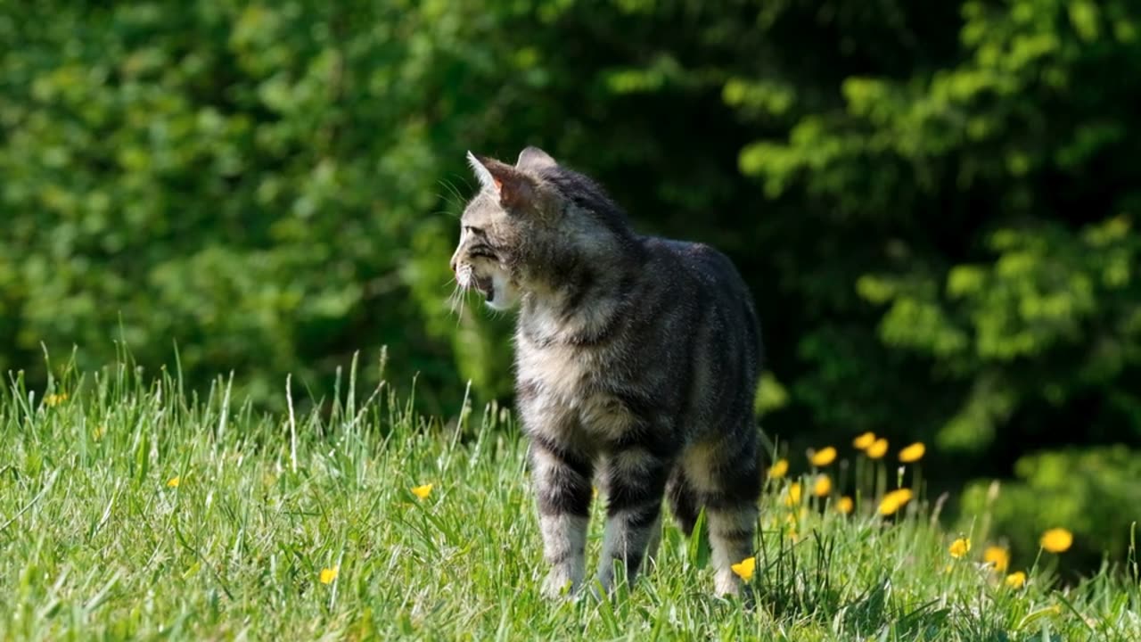 Exploring Earth's Amazing Animals