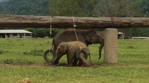 Elephant playing with tire