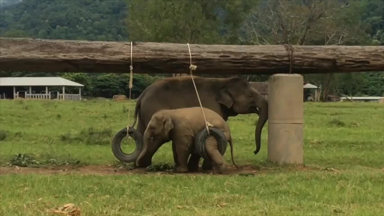 Elephant playing with tire