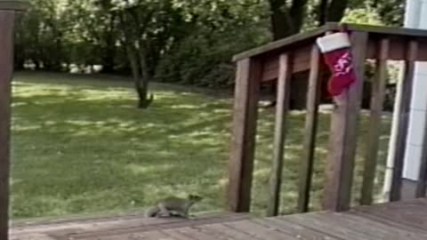 Pets perplexed by Christmas stockings