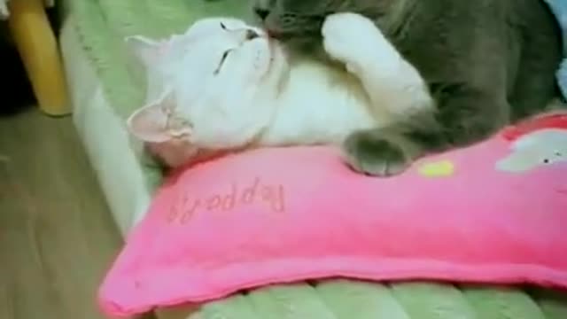 The Funniest Cat Videos on the Internet 🤣🐱