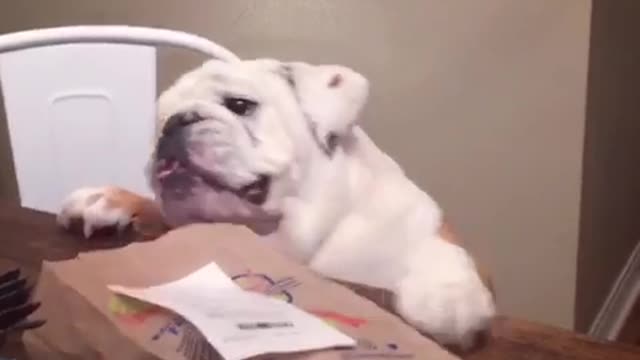 Gerald the bulldog plans to blow his diet with a Sonic double cheeseburger