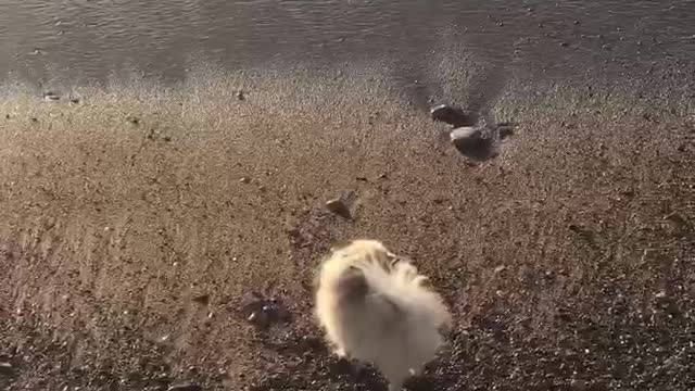 A small fluffy bun is afraid to go into the water 💦