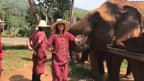 Crazy Animal Reactions Against Humans