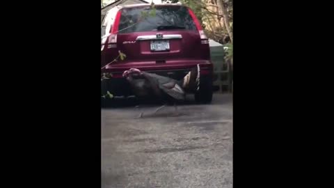 Two rowdy turkeys get into a fight in New York driveway