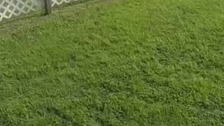 Gentle Lady Morning Flight