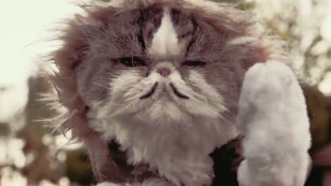 What happens if cats want to take over the world and enslave humanity