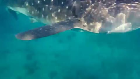 Whale sharks in the vicinity