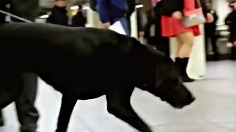 New Vapor Wake Dogs Are Specially Trained To Detect Explosives Even In A Crowd