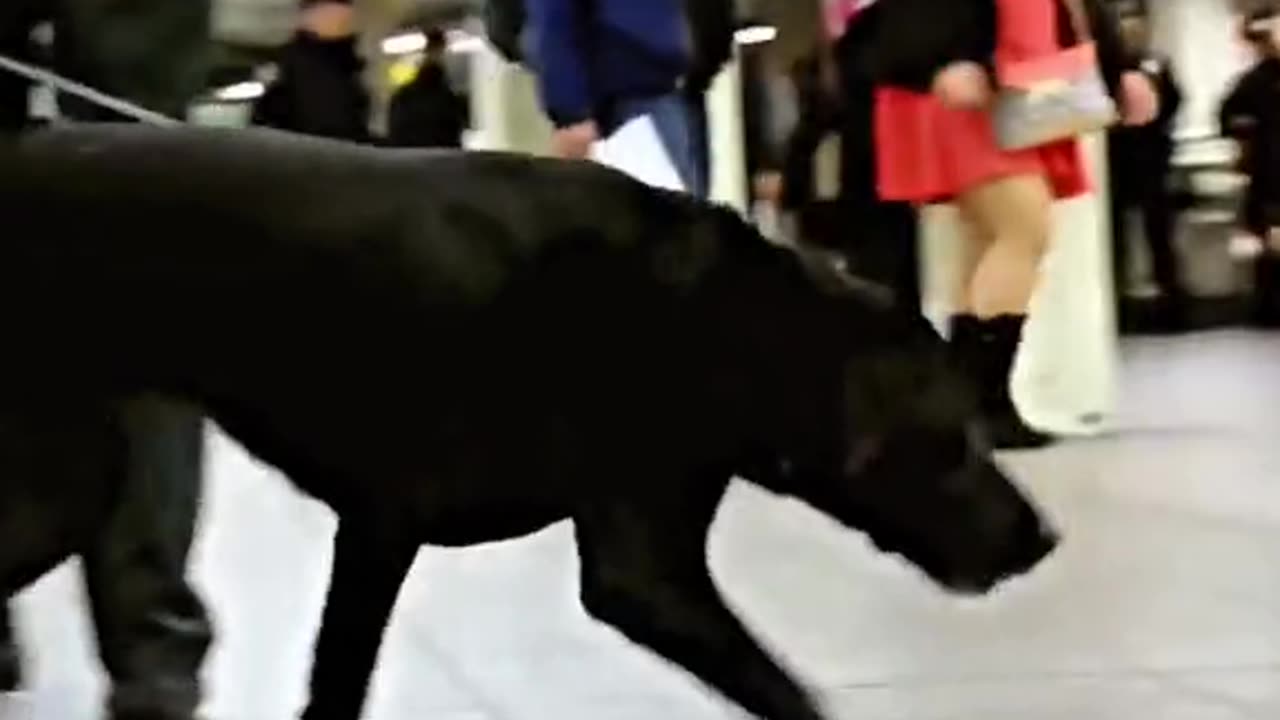 New Vapor Wake Dogs Are Specially Trained To Detect Explosives Even In A Crowd