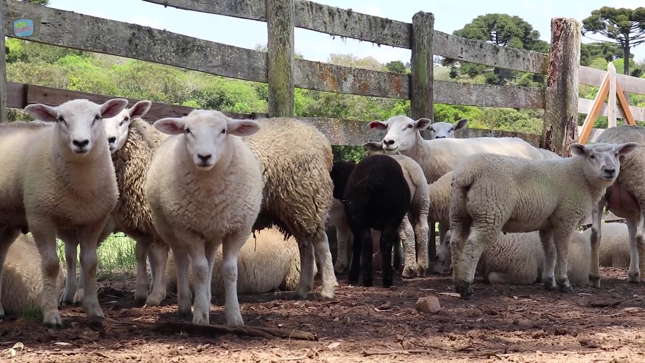 Farm Animal Name and Sounds