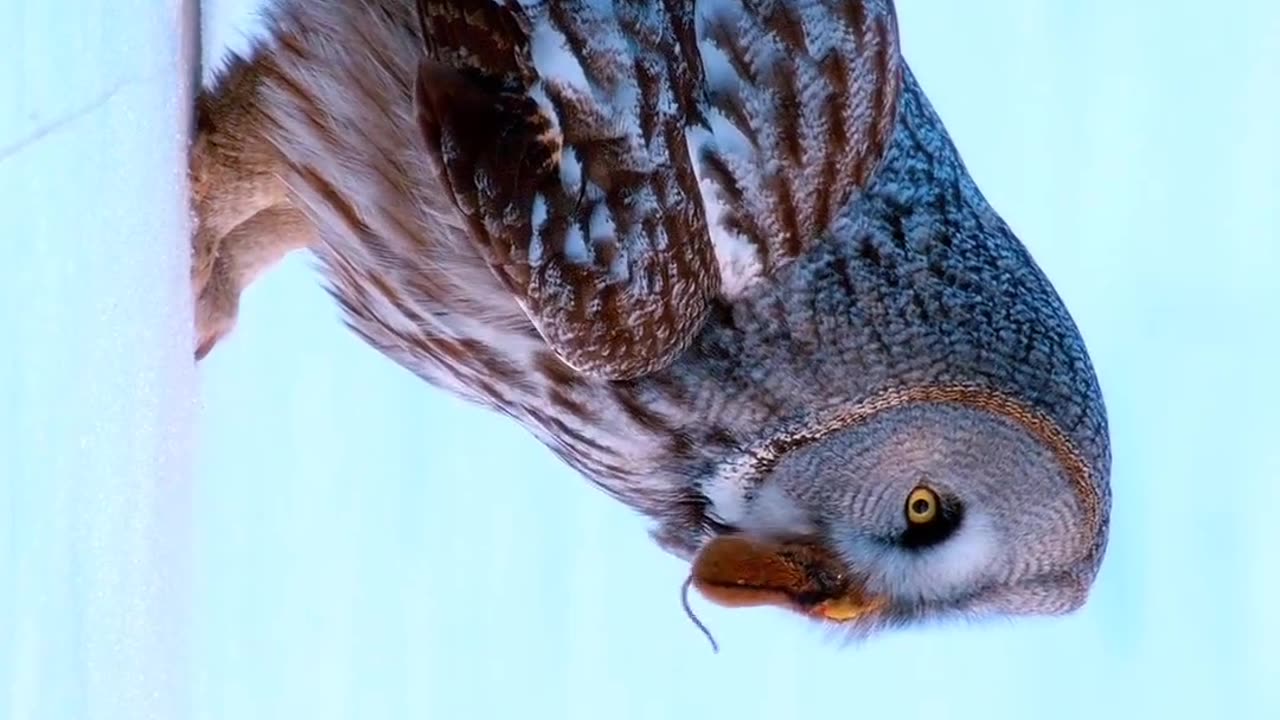 Grey Owl Catching Mouse In Snow ❄️🌨️