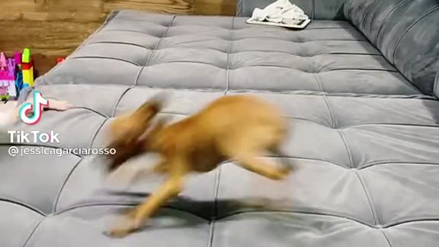 Onde desliga esse cachorrinho kkkkk