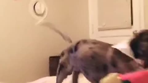 Dog grabs toy and falls off bed