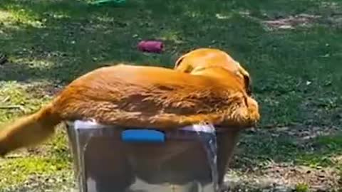 Baby Dogs - Cute and Funny Dog Video