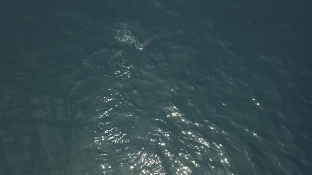 Drone Footage of Sunfish Being Chased by Smaller Fish