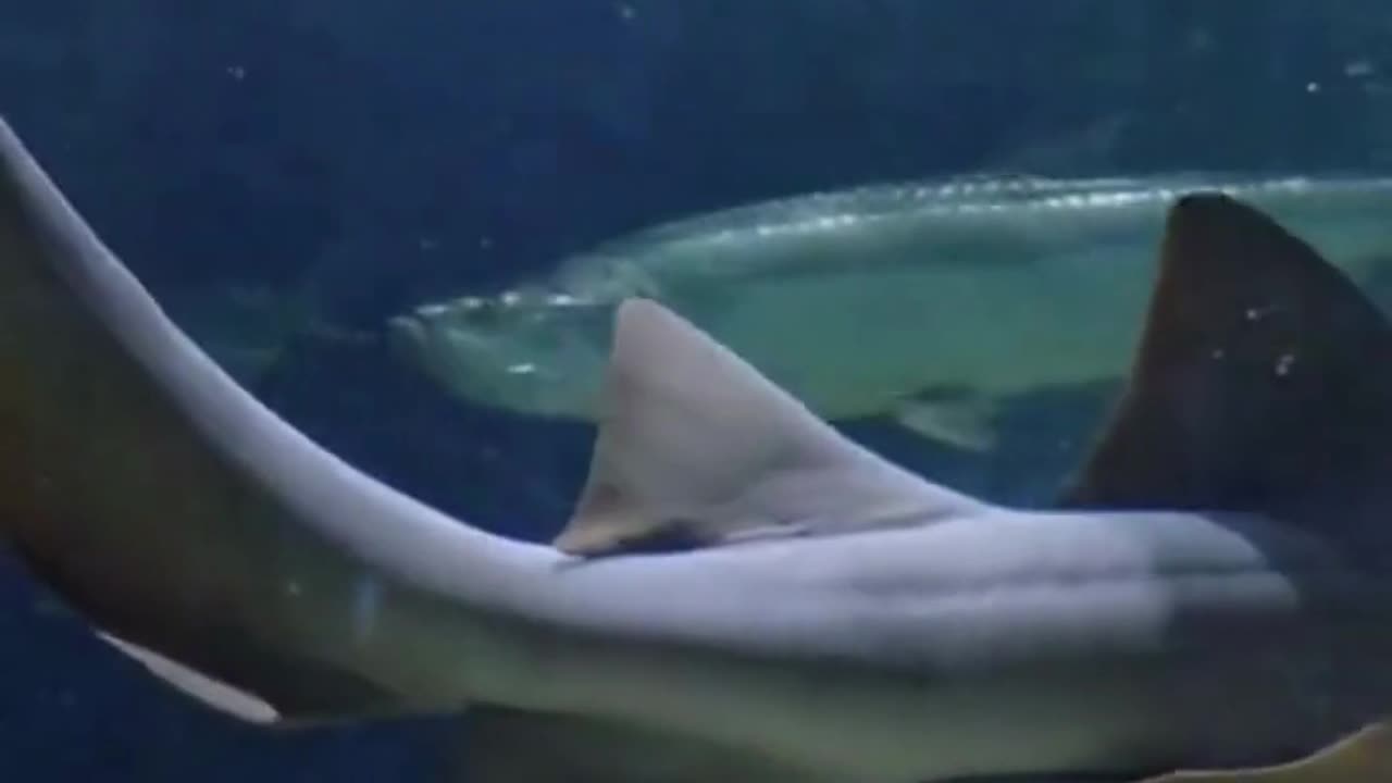 5 facts about sharkd