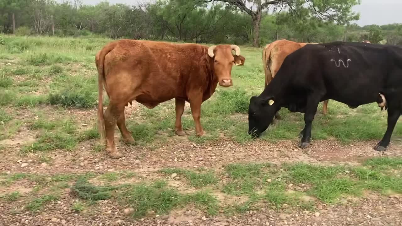 45- Beefmaster/BMX pair/heavy bred.