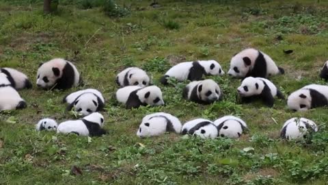 There are a lot of pandas here