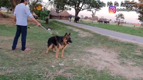 Powerful German shepherd puppy barking on buffaloes | 6.5 Months old