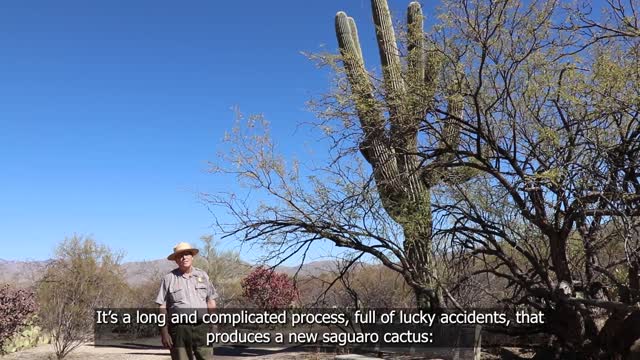 Desert Ecology Trail - Saguaro National Park