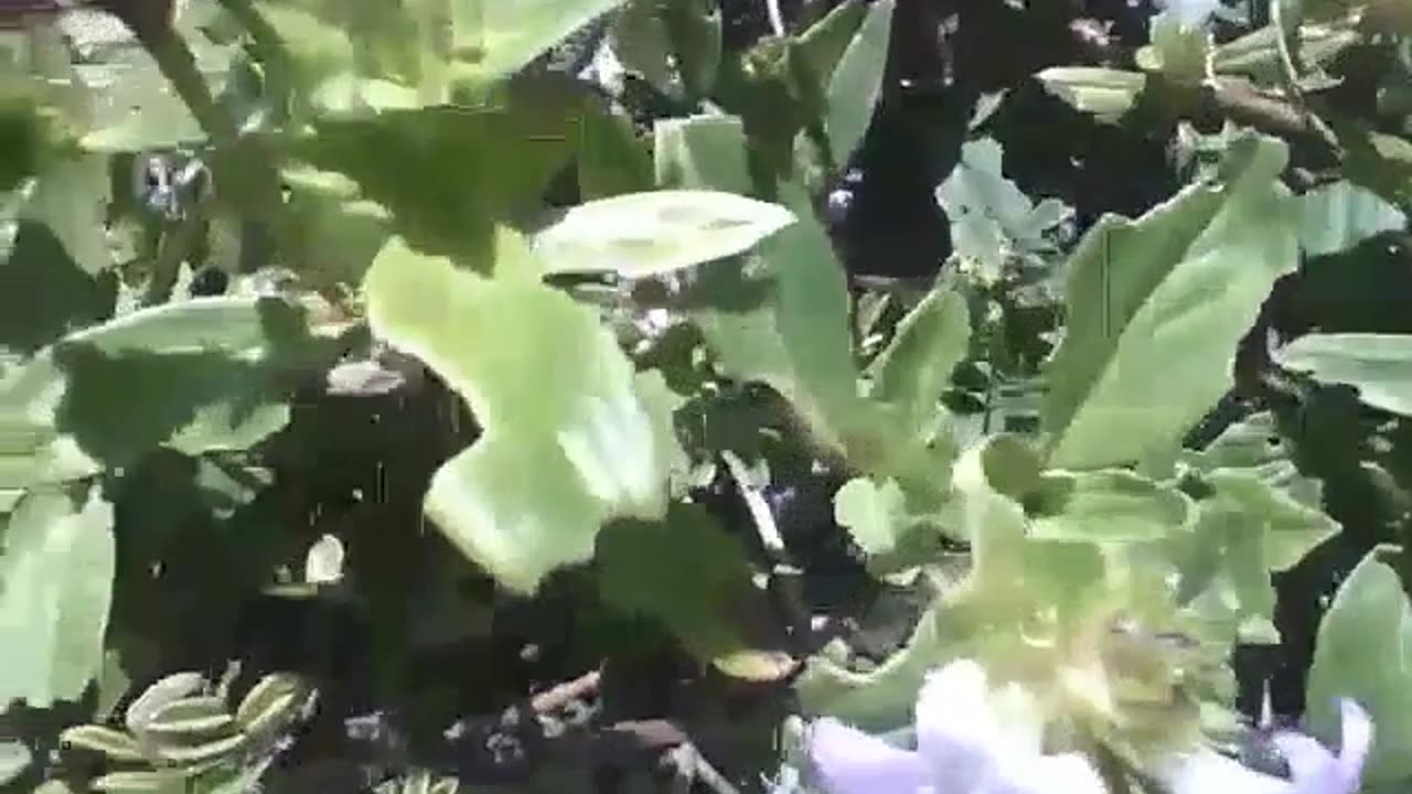 Beautiful little flowers on the sand near the beach [Nature & Animals]