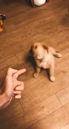 Cute little puppy learning how to play dead
