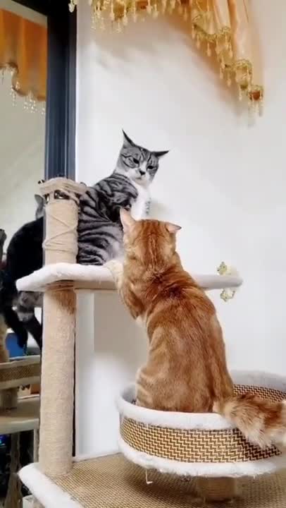 5.Cute cat videos _ funny cat videos