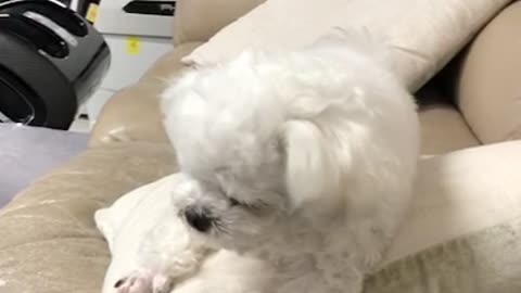 The white puppy comfortably receives a snack and eats it on the sofa.