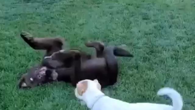 the puppy play between Newfy and jrt