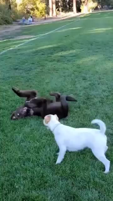 the puppy play between Newfy and jrt