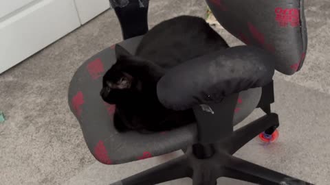 Cute Precious Piper Keeps Things Going in the Office - Adopting a Cat from a Shelter Vlog